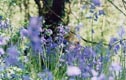 bluebells.jpg - 9190 Bytes