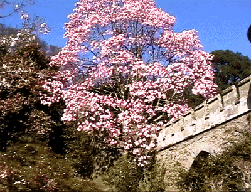 Caerhays Castle main entrance Spring 2000
