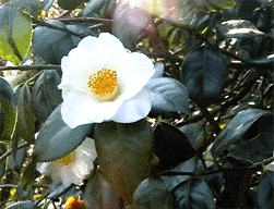 Camelia Japonica Alba Simplex